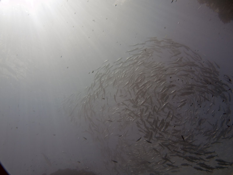 Underwater Scene, Turtle Tomb